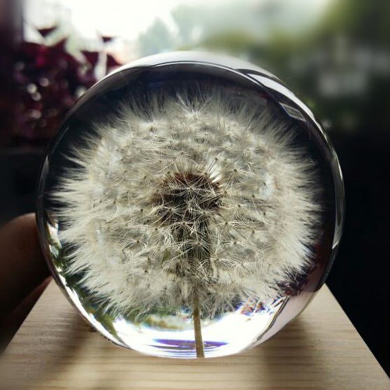 Custom Real Natural Dandelion Paperweight Sphere